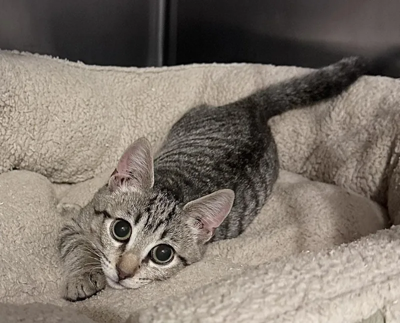 A baby medium-sized female Tabby (Brown / Chocolate) Domestic Short Hair cat named Felicia for adoption in Emerald Isle, NC
