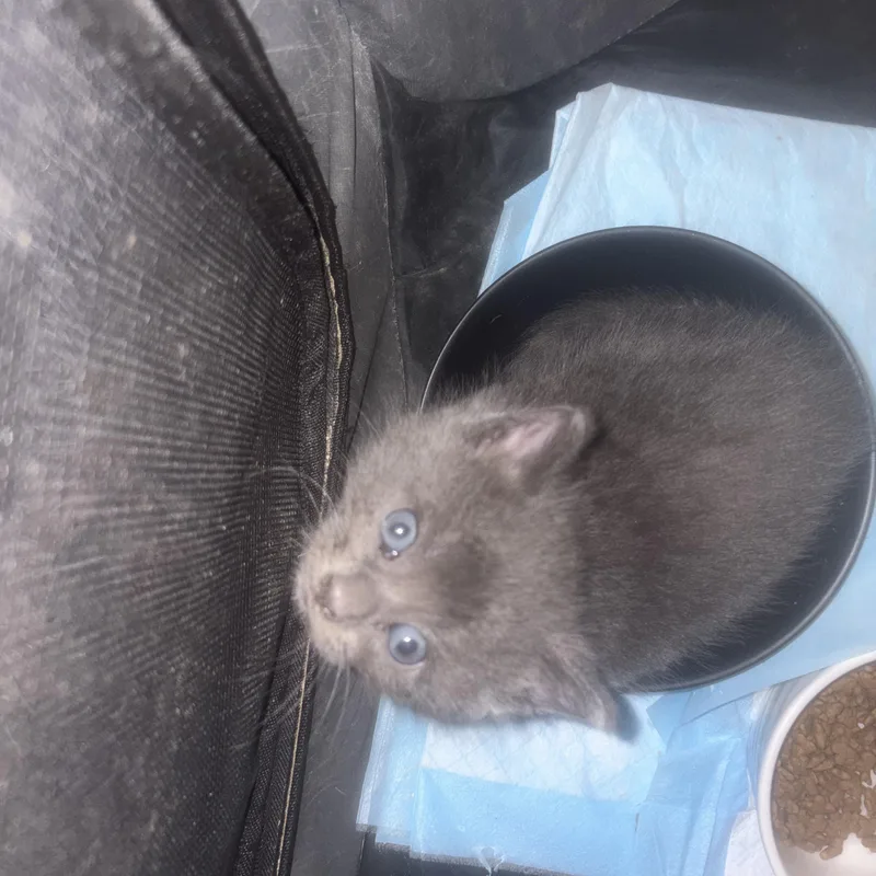 A baby medium-sized male Gray / Blue / Silver Domestic Short Hair cat named Wolf for adoption in Moriches, NY
