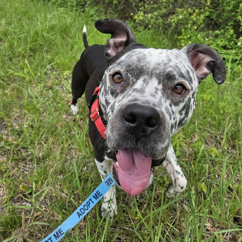 An adult medium-sized male Black Mixed Breed dog named Sosa for adoption in Fairport, NY