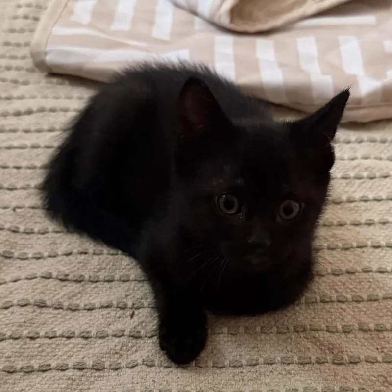 A baby small-sized female Black Domestic Short Hair cat named Carol for adoption in Springfield, IL