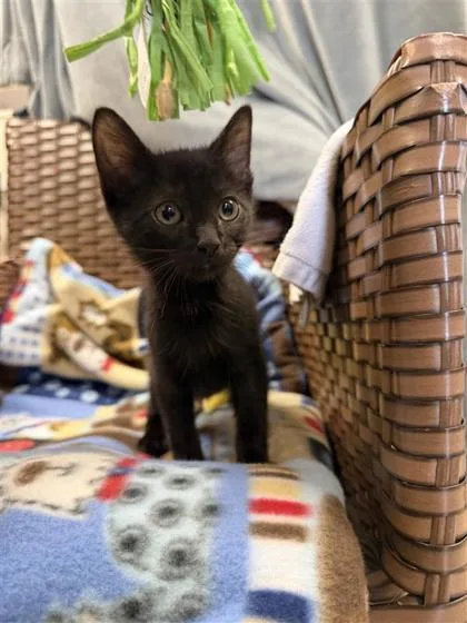 A baby medium-sized male Black Domestic Short Hair cat named Beau Louis for adoption in Midland, MI