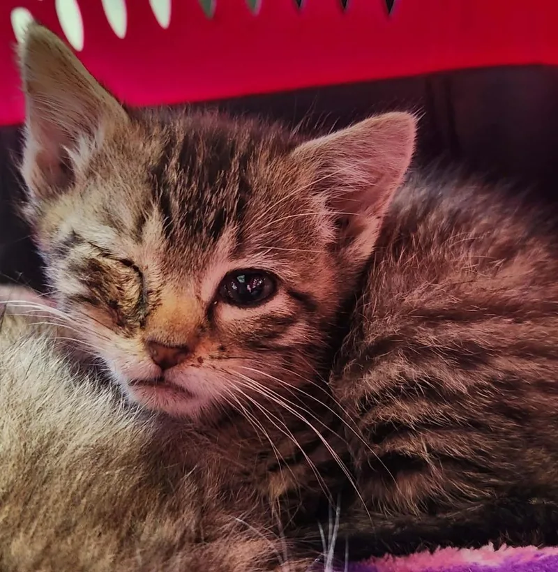 A baby small-sized female Domestic Short Hair cat named Pebbles for adoption in Republic, MO