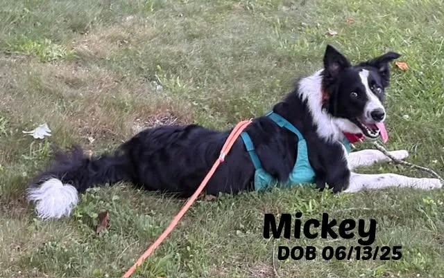 Mickey