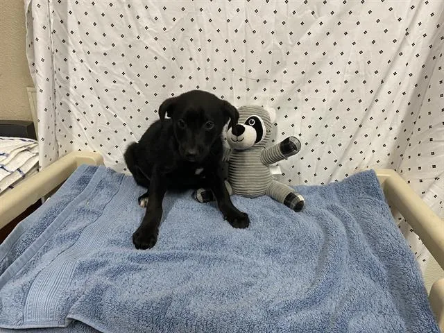 A baby small-sized female Border Collie dog named A for adoption in Modesto, CA