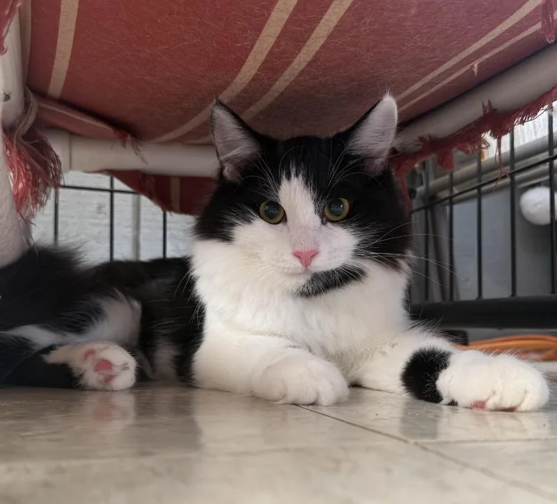A baby small-sized female Domestic Medium Hair cat named Fig for adoption in Lemoore, CA