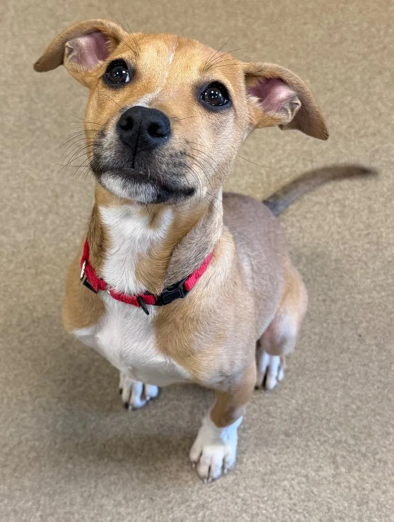 A baby small-sized female Mixed Breed dog named Sox for adoption in Ferndale, NY