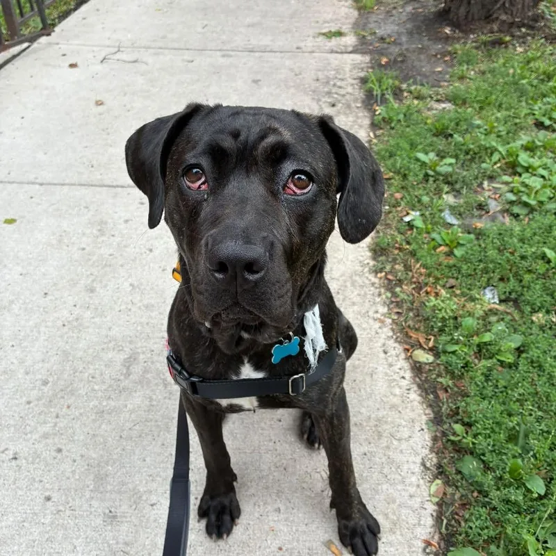 A young large-sized female Brindle Cane Corso dog named Sondra for adoption in La Grange, KY
