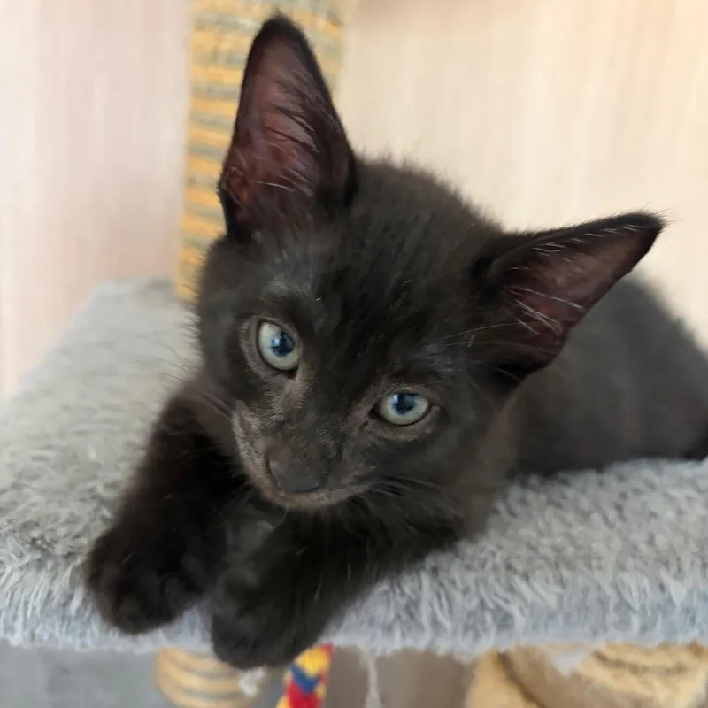 A baby small-sized male Black Domestic Short Hair cat named Tony for adoption in Escondido, CA