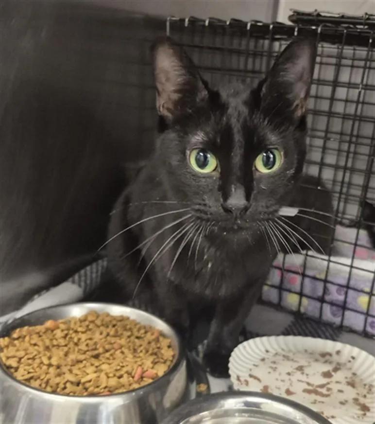 An adult medium-sized female Domestic Short Hair cat named Ava for adoption in Houston, TX