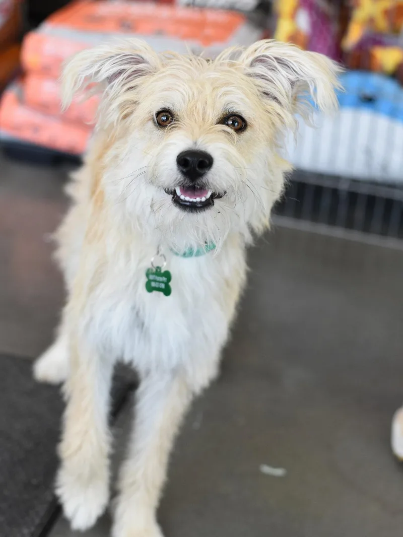 A young medium-sized female Cairn Terrier dog named Frannie for adoption in Montgomery, TX