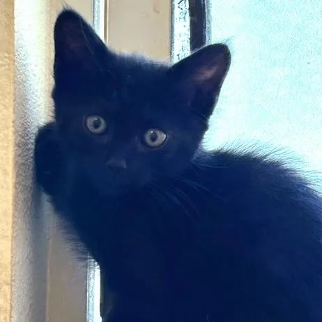 A baby medium-sized female Black Domestic Short Hair cat named Maryann for adoption in Shingletown, CA