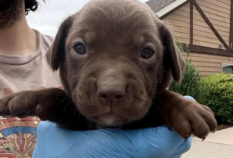 A baby medium-sized female Labrador Retriever dog named Cube for adoption in Bolivar, MO