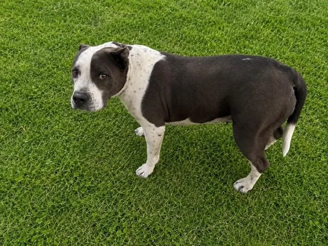 An adult large-sized female Pit Bull Terrier dog named Silver for adoption in Lancaster, CA