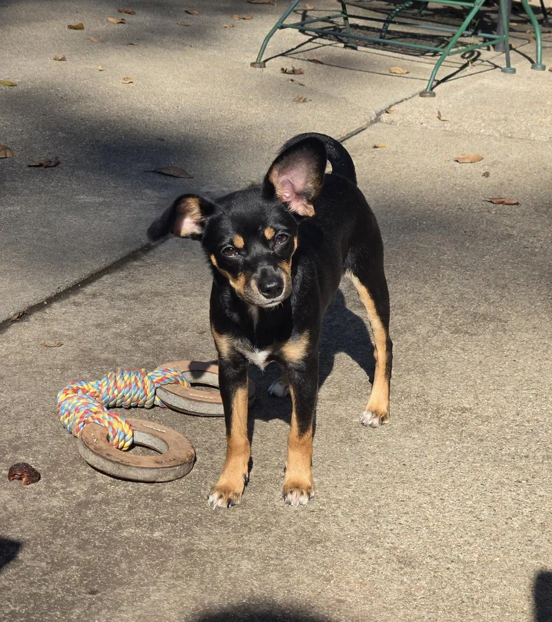 A baby medium-sized female Miniature Pinscher dog named Raven for adoption in Council Bluffs, IA