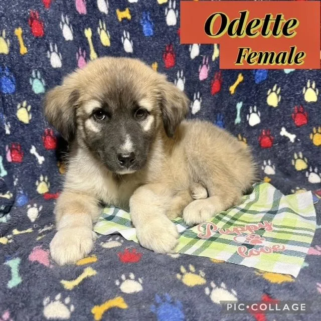 A baby medium-sized female Shepherd dog named Odette for adoption in Manchester, CT