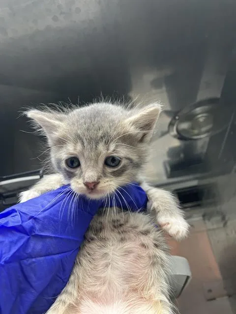 A baby medium-sized male Domestic Medium Hair cat named Diana for adoption in Dallas, TX