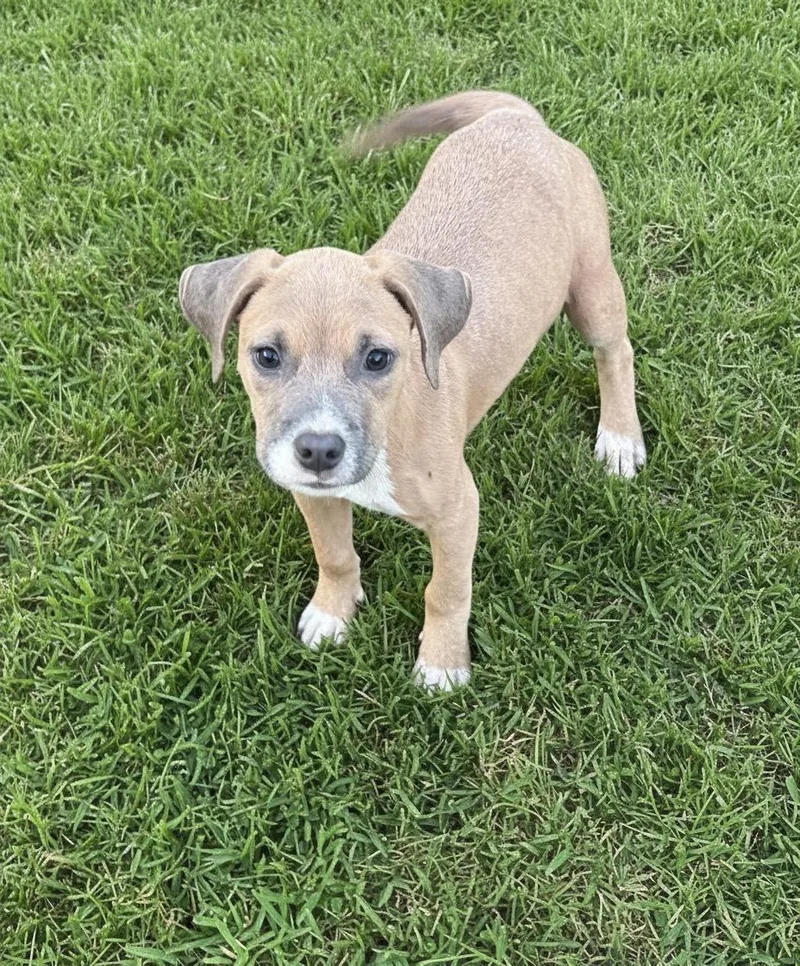 A baby medium-sized female Labrador Retriever dog named Fergi for adoption in Hillsdale, NY