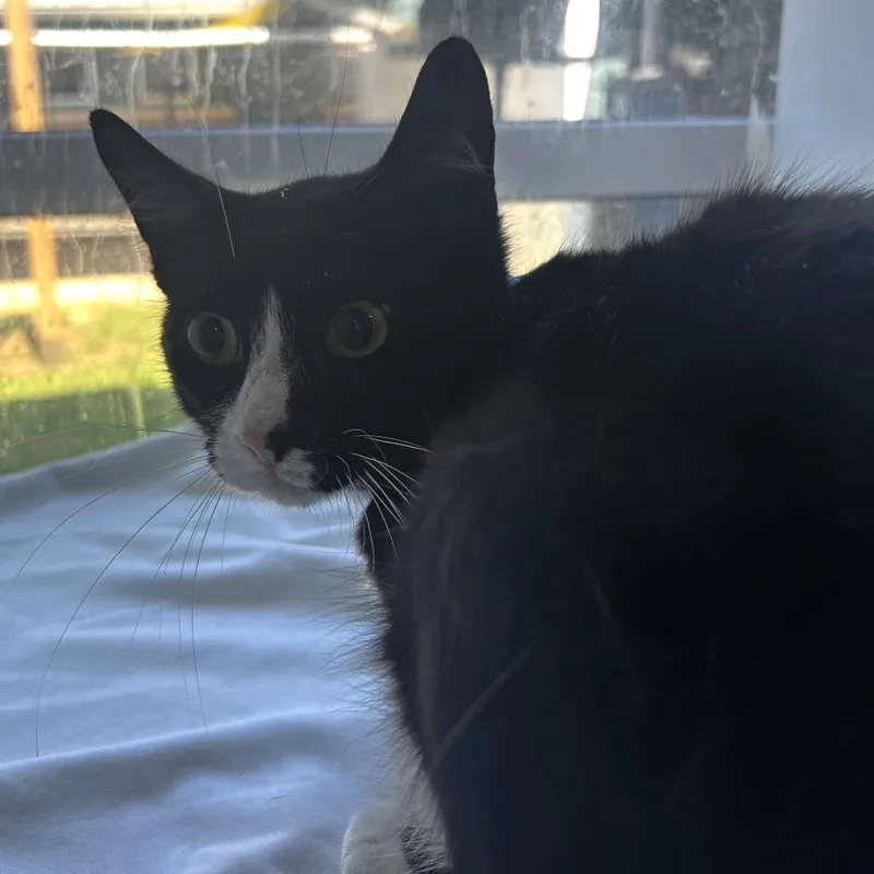 A young medium-sized male Black Domestic Short Hair cat named Juda for adoption in Chattanooga, TN