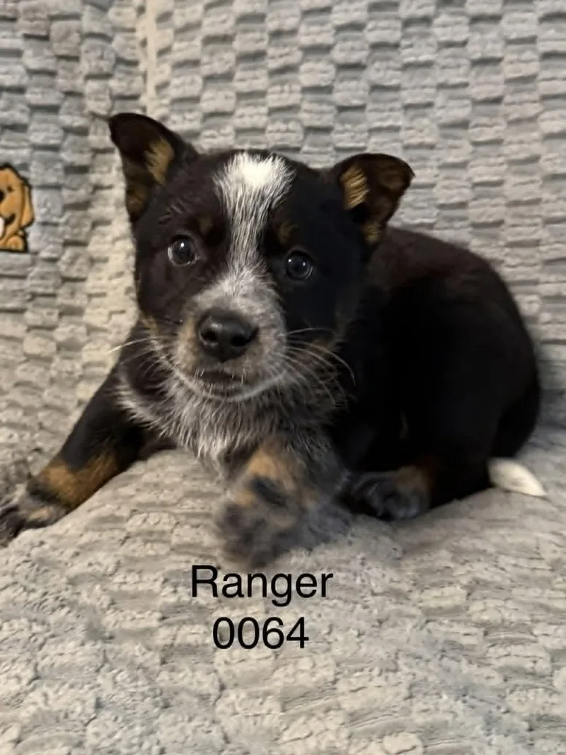 Ranger