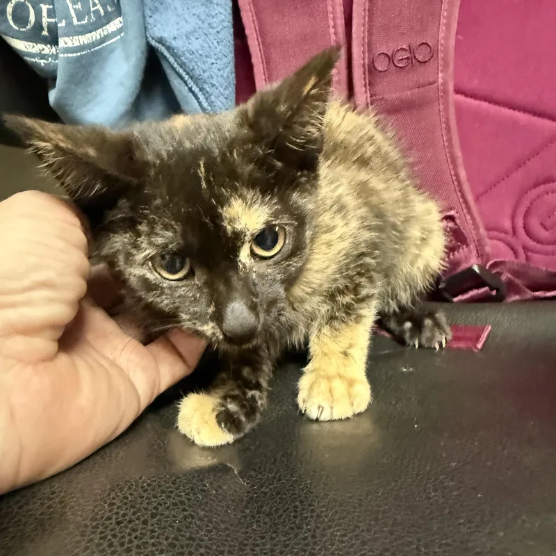 A baby medium-sized female Tortoiseshell cat named Derpy Dana for adoption in Columbia, SC