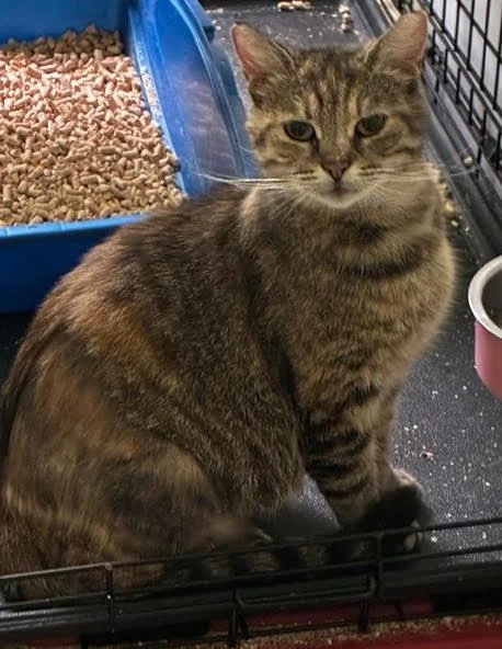 An adult medium-sized female Tabby cat named Belladonna for adoption in Greenville, DE