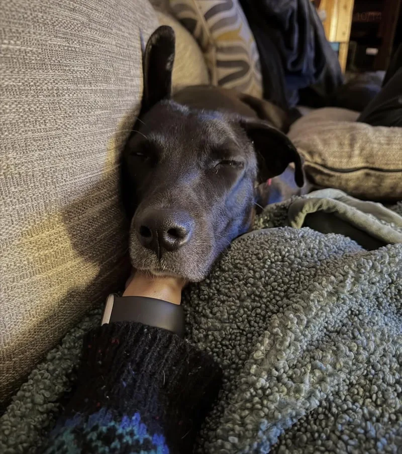 An adult medium-sized female Black Labrador Retriever dog named Rumi for adoption in Commerce City, CO