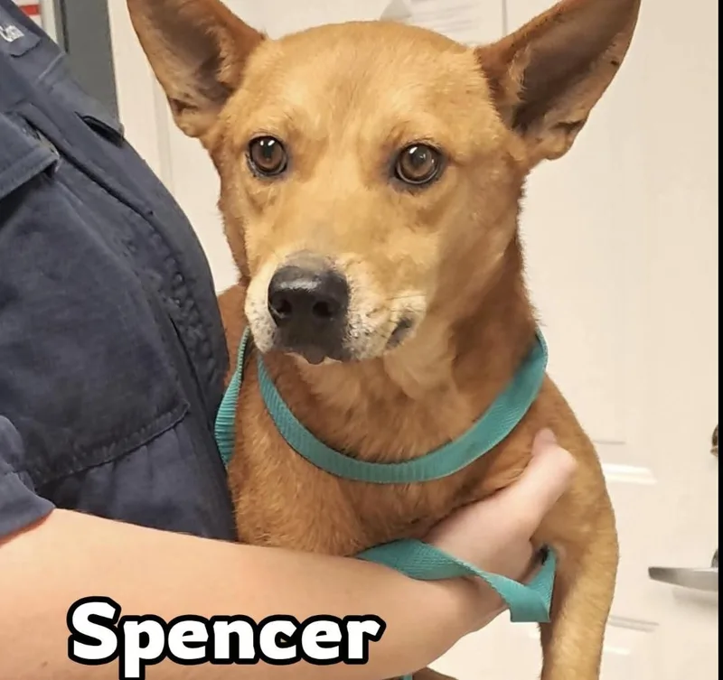 An adult small-sized male Corgi dog named Spencer for adoption in Hollister, MO