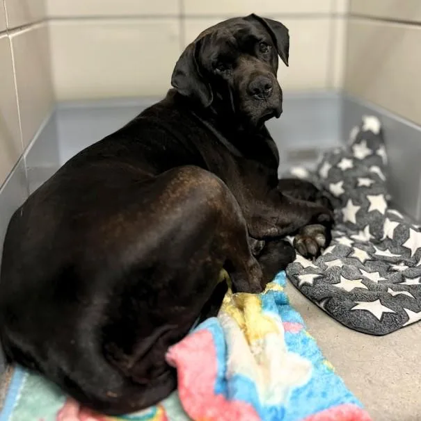 An adult large-sized female Cane Corso dog named Chica for adoption in Houston, TX