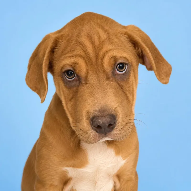 A baby small-sized male Brown / Chocolate Hound dog named Otis for adoption in Concord, NC