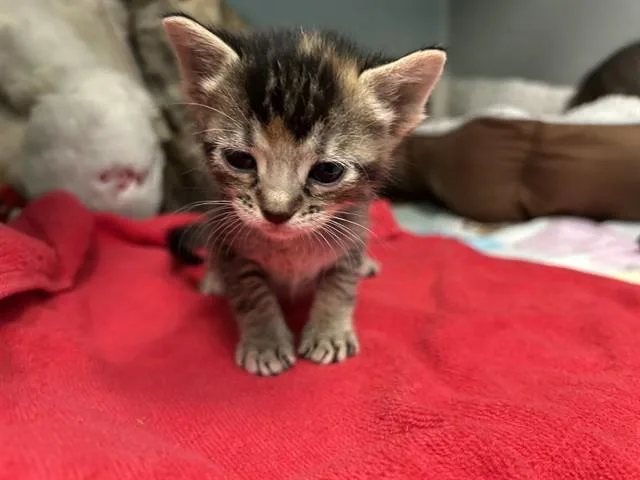 A baby small-sized female Domestic Short Hair cat named Freddie for adoption in Dallas, TX