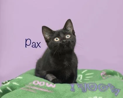 A baby small-sized female Domestic Medium Hair cat named Pax for adoption in Parma, OH