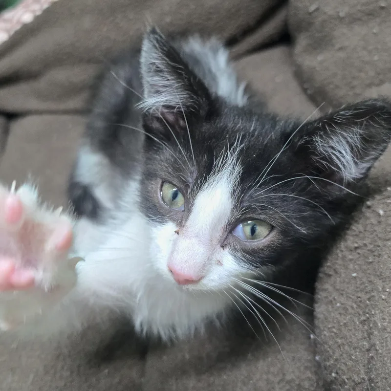 A young medium-sized male Black & White / Tuxedo Domestic Short Hair cat named Skunk for adoption in Nashville, TN