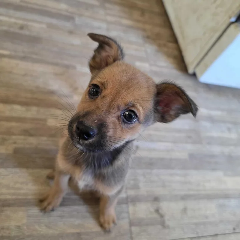 A baby small-sized female Chihuahua dog named Tennessee for adoption in Riverside, CA