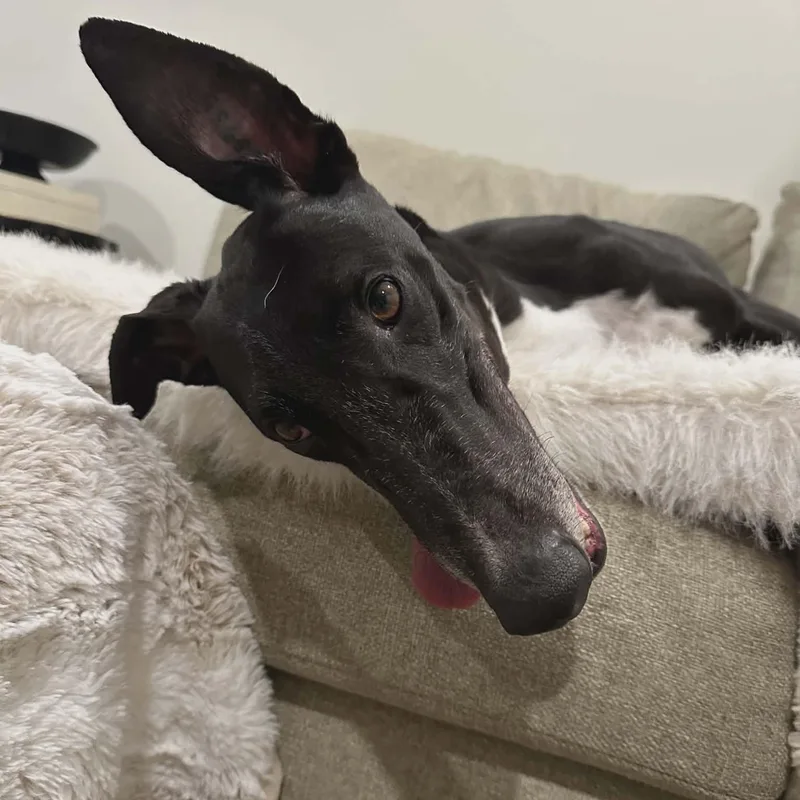An adult large-sized male Black Greyhound dog named Arkwyld B Scourge for adoption in North Port, FL