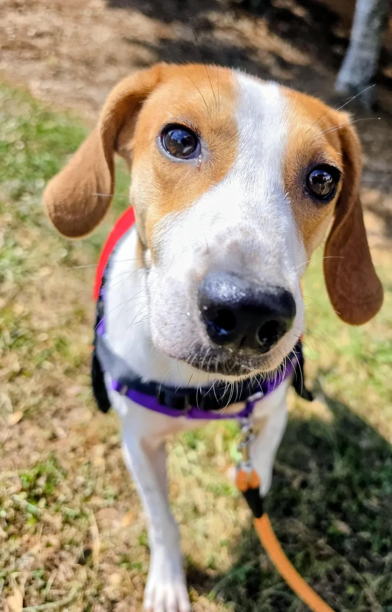 An adult medium-sized male Beagle dog named Buck for adoption in Franklin, NC
