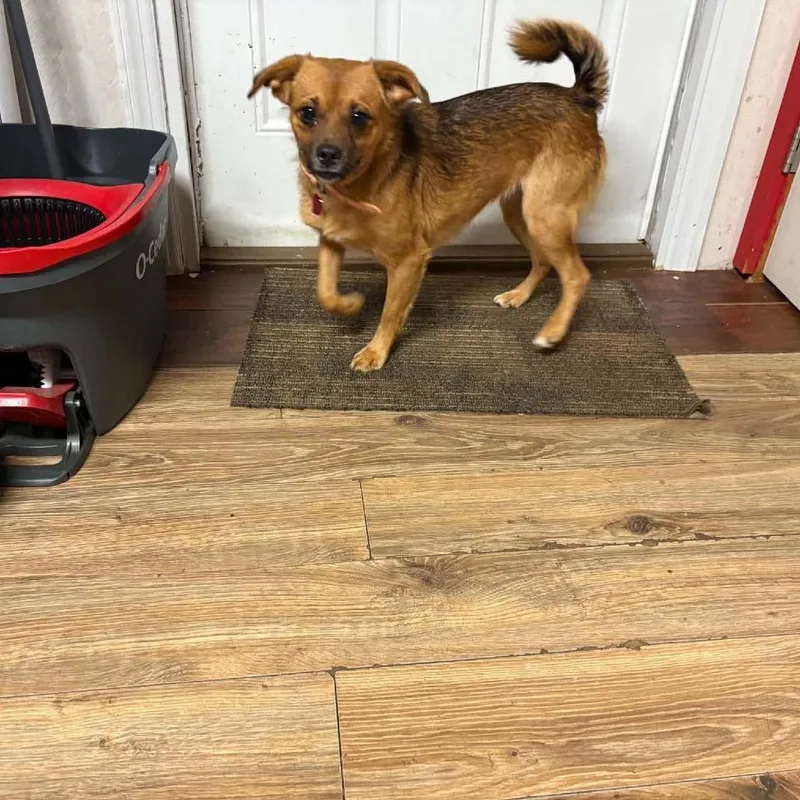 An adult small-sized female Yellow / Tan / Blond / Fawn Chihuahua dog named Bailey for adoption in Fairfax, VA