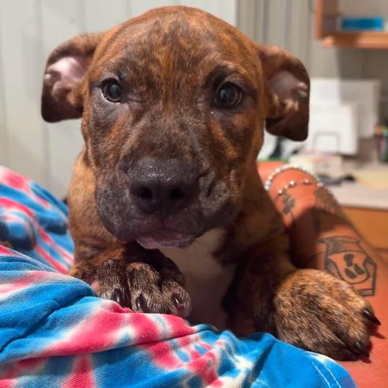 A baby medium-sized male Pit Bull Terrier dog named Rusty for adoption in Valparaiso, IN