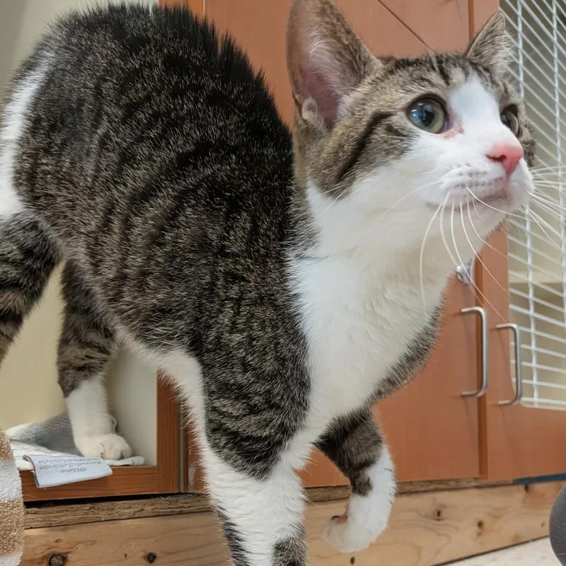 An adult small-sized female Brown / Chocolate American Bobtail cat named Ella for adoption in Marysville, OH