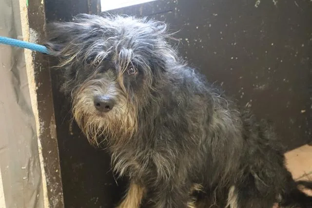 A young large-sized male Mixed Breed dog named Avon for adoption in Columbia, SC
