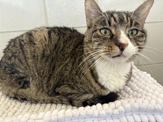 A senior medium-sized male Domestic Short Hair cat named Kokomo for adoption in Auburn, CA