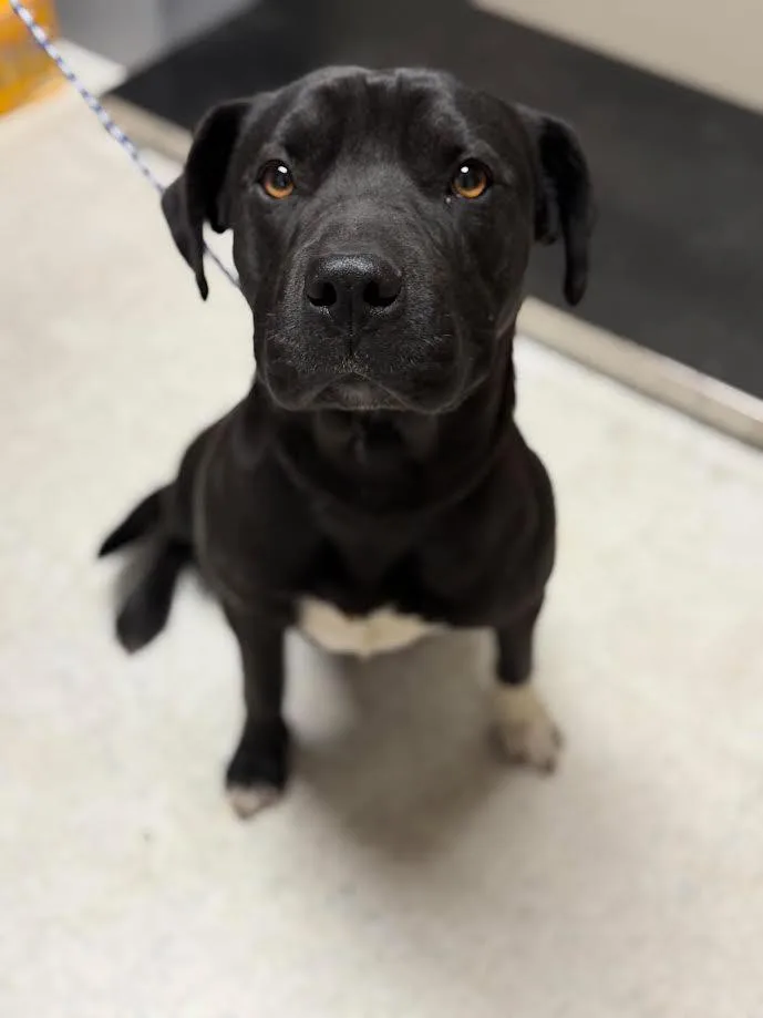 An adult medium-sized female Black American Staffordshire Terrier dog named Maggie for adoption in Oakdale, CA