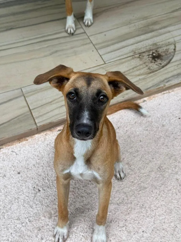 A baby medium-sized female Whippet dog named Mandarina for adoption in San Diego, CA