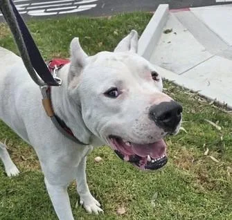 An adult extra large-sized male Dogo Argentino dog named Dillon for adoption in Martinez, CA