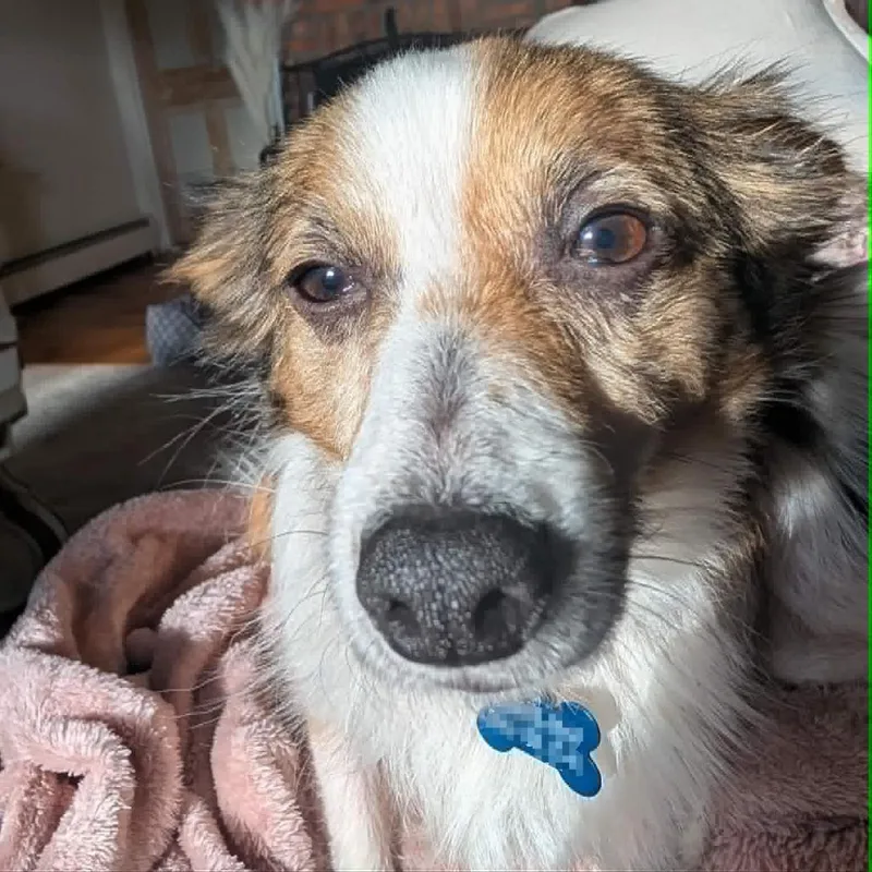 An adult small-sized male Red / Chestnut / Orange Shetland Sheepdog / Sheltie dog named Charlie for adoption in Jarrettsville, MD