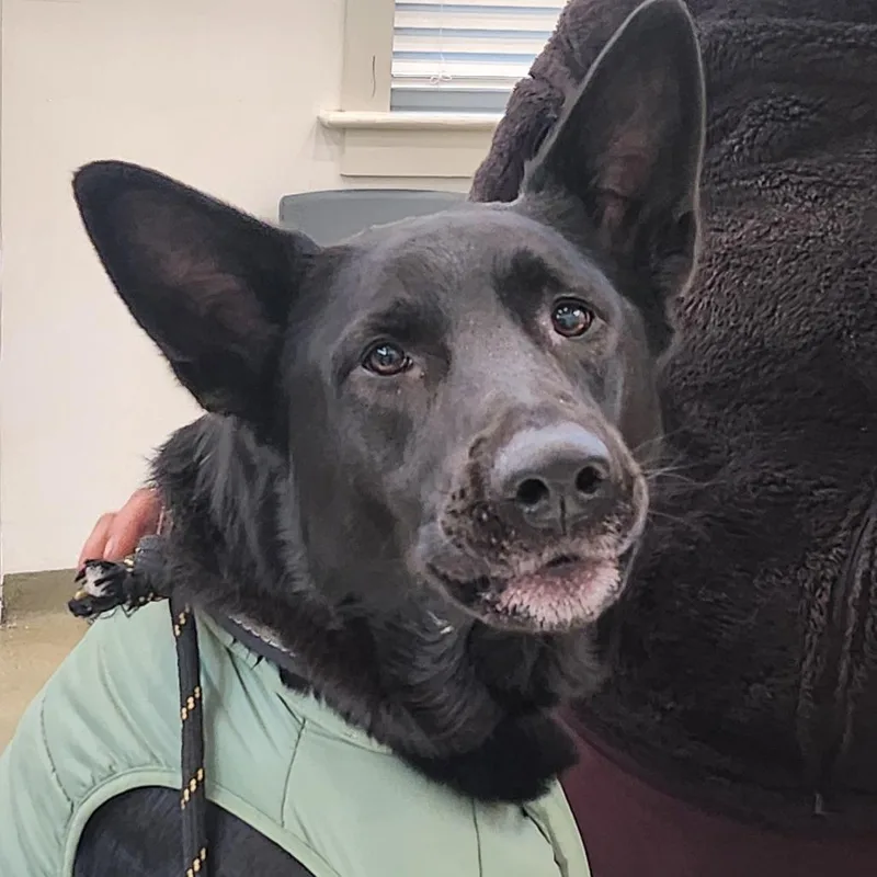 An adult large-sized male Black German Shepherd Dog dog named Oso for adoption in Harrisonburg, VA