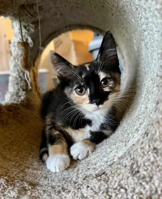 A baby medium-sized female Tortoiseshell Domestic Short Hair cat named Serafina for adoption in Englewood, FL