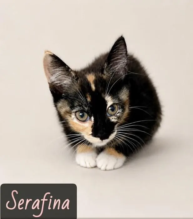 Serafina thumbnail 2