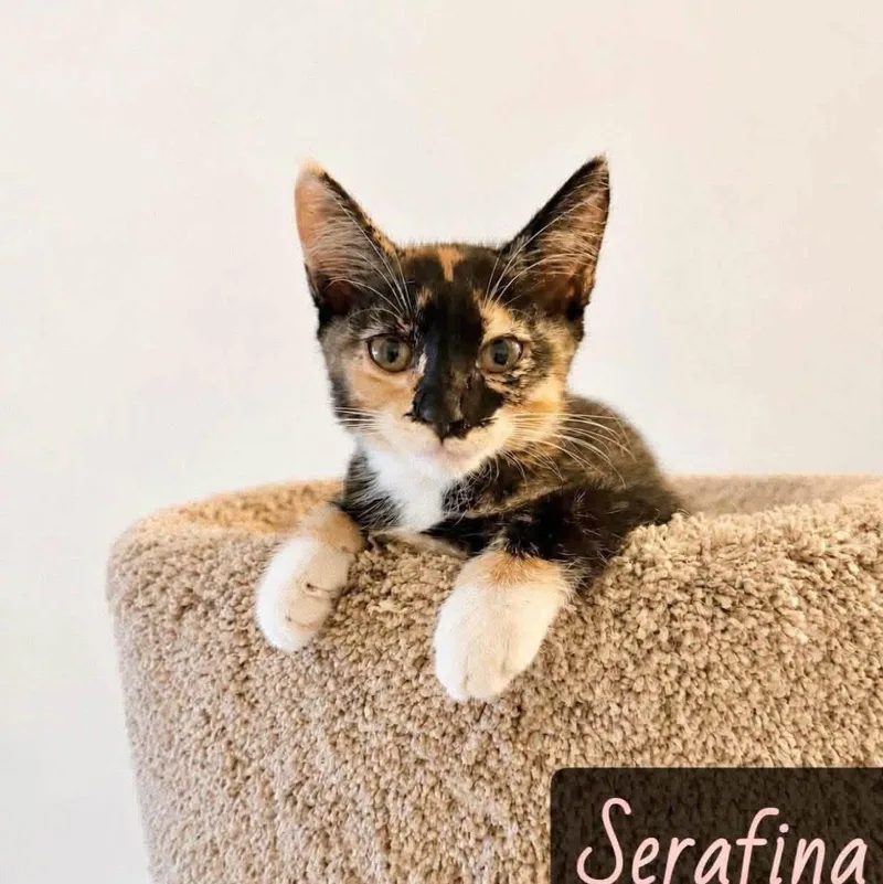 Serafina thumbnail 3
