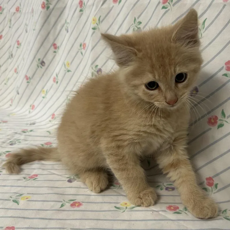 A baby small-sized male Domestic Long Hair cat named Throttle for adoption in Coos Bay, OR