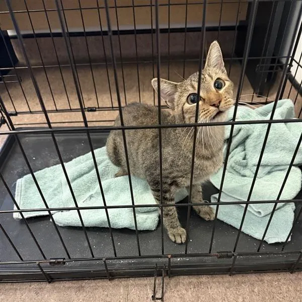 A young medium-sized female Domestic Short Hair cat named Trout for adoption in Saint Louis, MO